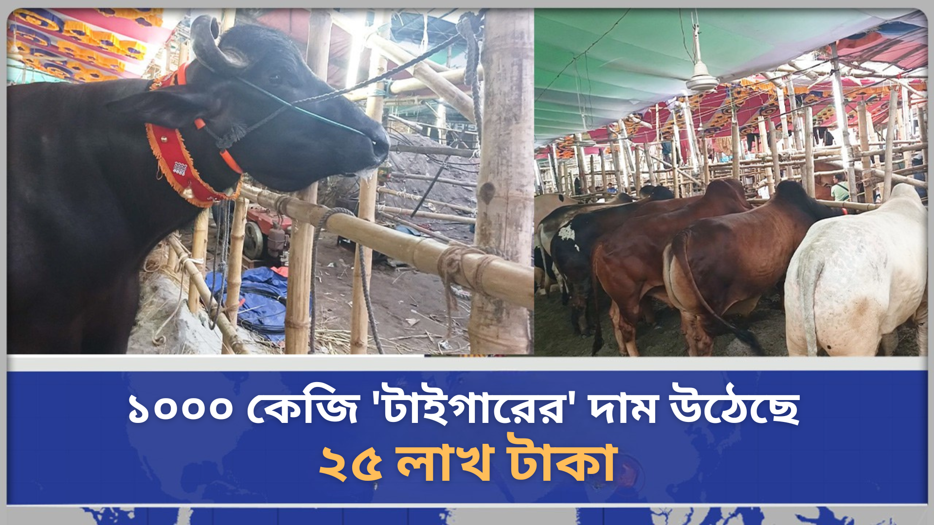 টাইটেল-১০০০ কেজি 'টাইগারের' দাম উঠেছে ২৫ লাখ টাকা